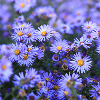 Fall Aster