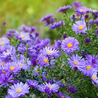 Fall Aster