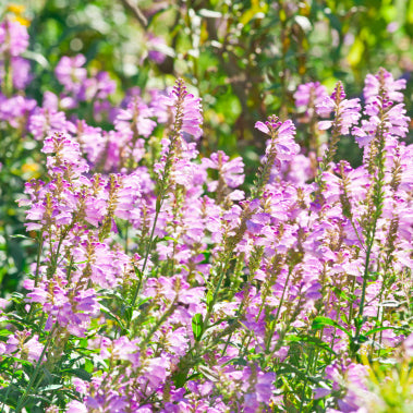 Fall Obedient Plant