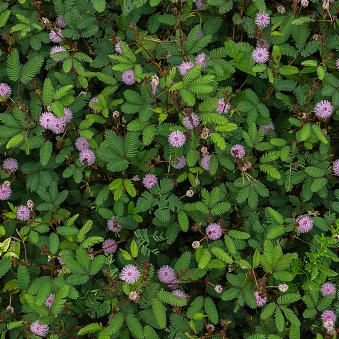 Fragrant Mimosa