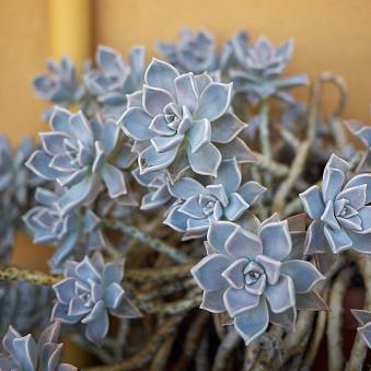 Ghost Plant, Blue