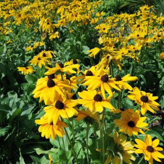 Giant Coneflower