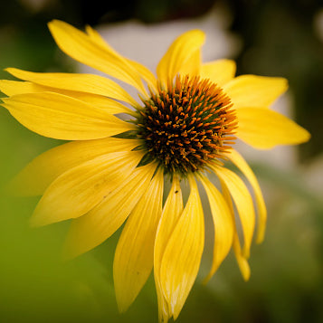 Giant Coneflower