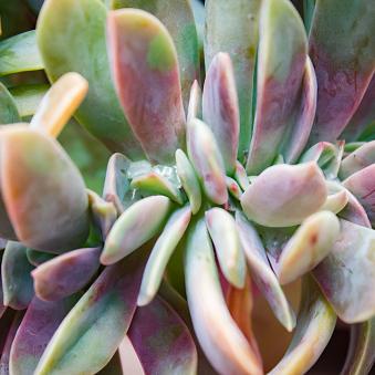 Graptoveria, Fred Ives