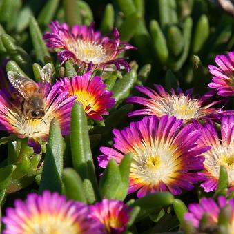 Hardy Ice Plant, Pink