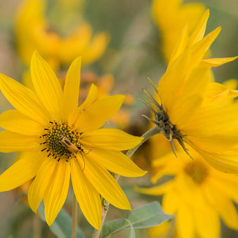 Maximilian Sunflower
