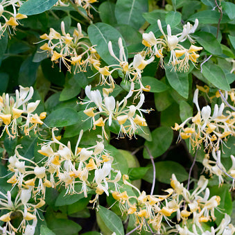 Honeysuckle, Yellow