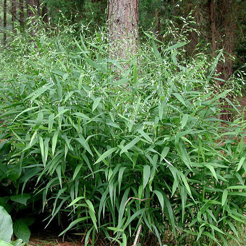 Inland Sea Oats