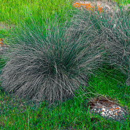 Little Bluestem