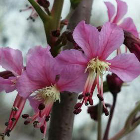 Mexican Buckeye