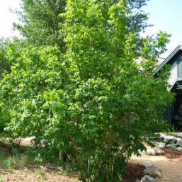 Mexican Buckeye