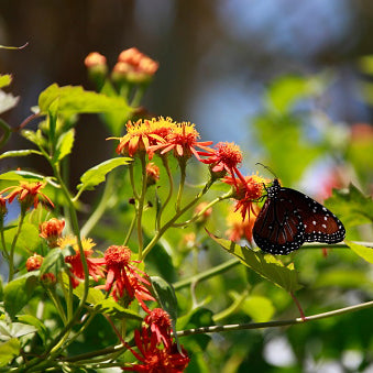 Mexican Flame Vine