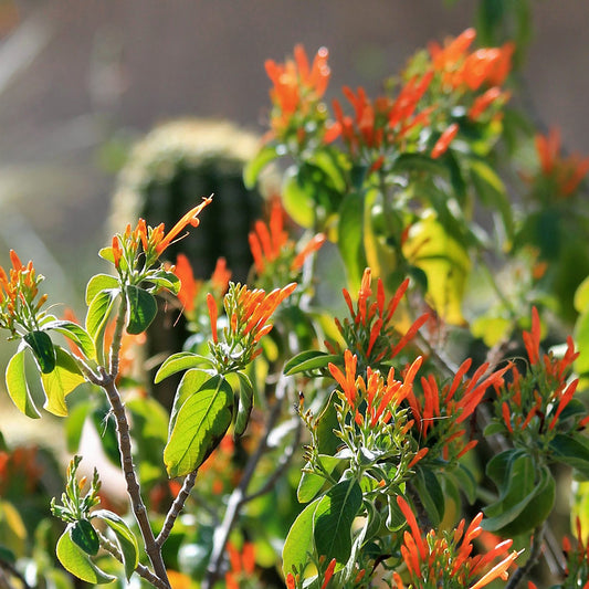 Mexican Honeysuckle