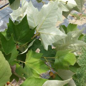 Mexican Sycamore