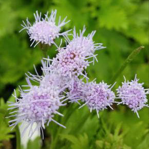 Mist Flower, Gregg's