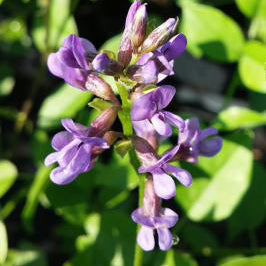 Mountain Pea