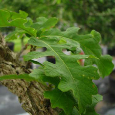 Oak, Burr