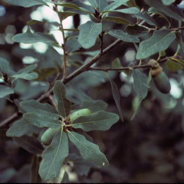 Oak, Lacey