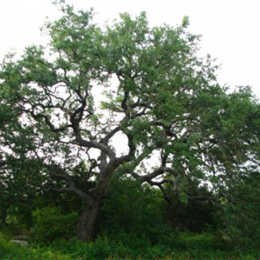 Oak, Live