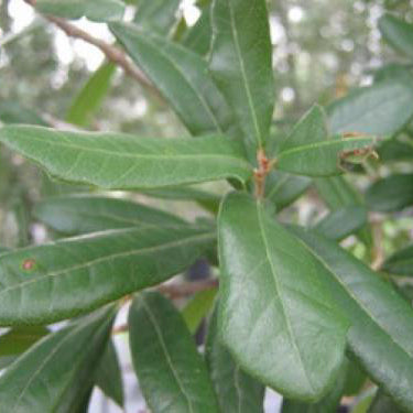 Oak, Live
