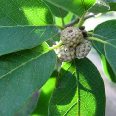 Oak, Mexican White (Monterrey)