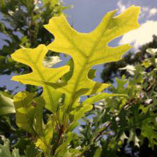Oak, Red (Austin Area)