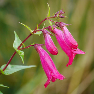Penstemon, Hill Country