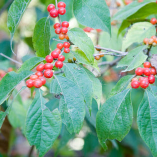 Possumhaw