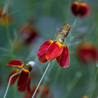 Mexican Hat