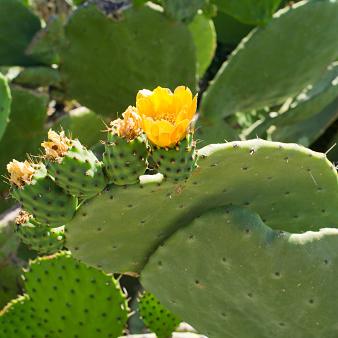 Prickley Pear, Spineless