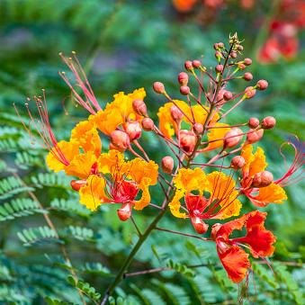 Pride of Barbados