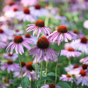 Purple Coneflower