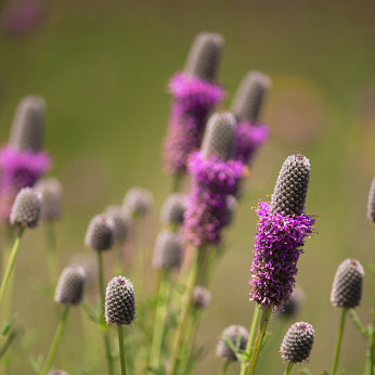 Purple Prairie Clover