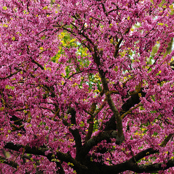 Redbud, Mexican