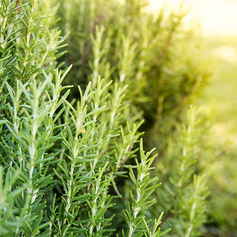 Rosemary, Upright