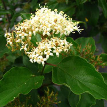 Roughleaf Dogwood