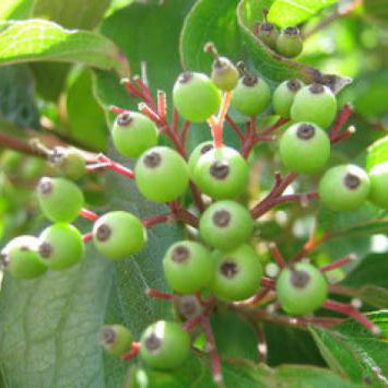 Roughleaf Dogwood