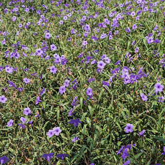 Ruellia, Katie's Dwarf