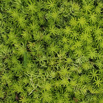 Sedum, Angelina