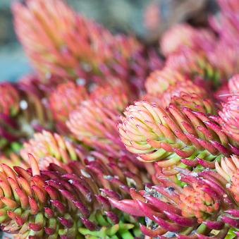 Sedum, Autumn Fire