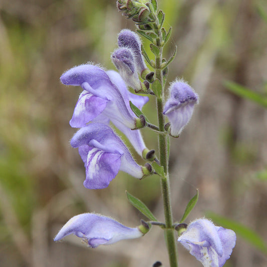 Skullcap, Heartleaf