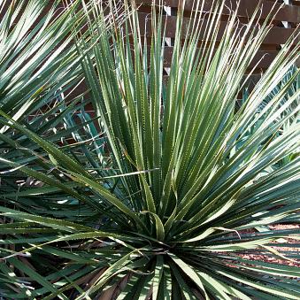 Sotol, Texas