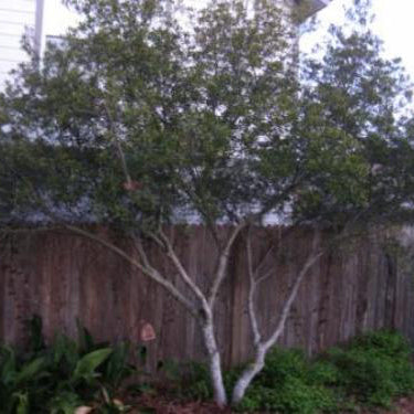 Southern Wax Myrtle