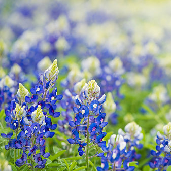 Texas Bluebonnets