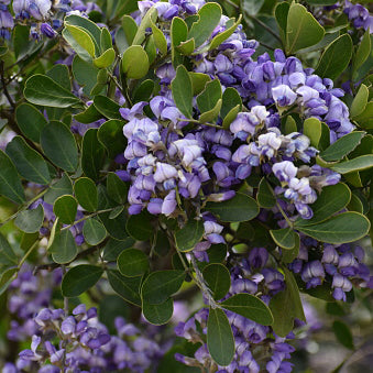 Texas Mountain Laurel