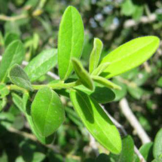 Texas Persimmon