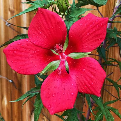 Texas Star Hibiscus