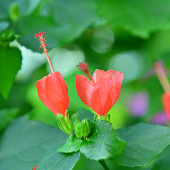 Turks Cap