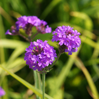 Verbena, Homestead Purple