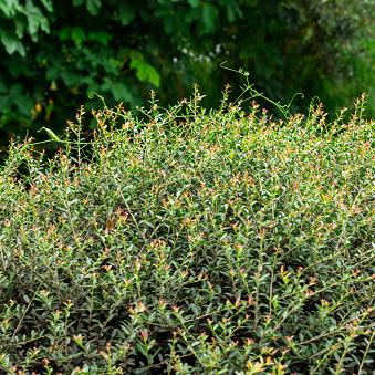 Yaupon Holly, Dwarf